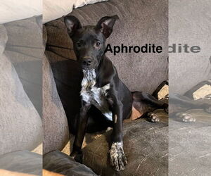 Catahoula Leopard Dog-Unknown Mix Dogs for adoption in Topeka, KS, USA