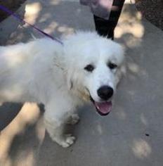 Great Pyrenees Dogs for adoption in Santa Barbara, CA, USA