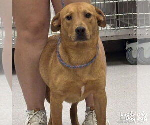 Retriever -Unknown Mix Dogs for adoption in Washington, DC, USA