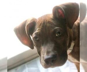 Plott Hound Dogs for adoption in Aurora, CO, USA