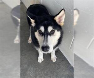 Siberian Husky Dogs for adoption in Rosenberg, TX, USA
