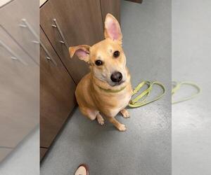 Carolina Dog Dogs for adoption in Baytown, TX, USA