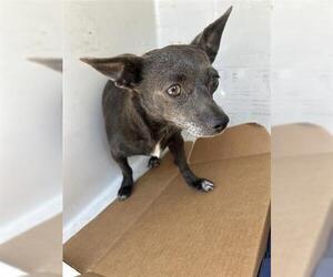 Chihuahua Dogs for adoption in Houston, TX, USA