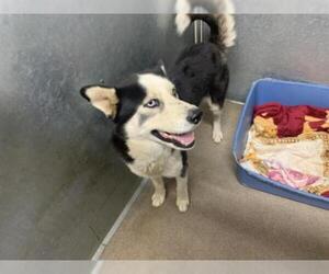 Siberian Husky Dogs for adoption in HESPERIA, CA, USA