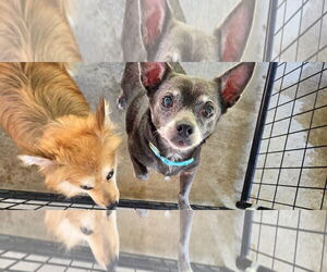 Chihuahua-Unknown Mix Dogs for adoption in Albemarle, NC, USA