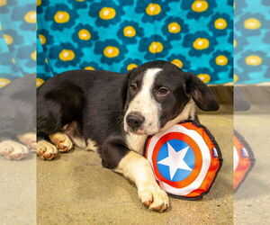 Great Dane-Labrador Retriever Mix Dogs for adoption in Aurora, IN, USA