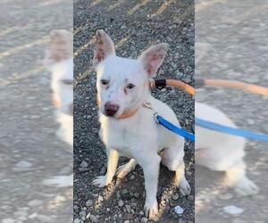 Chihuahua Dogs for adoption in Santa Barbara, CA, USA