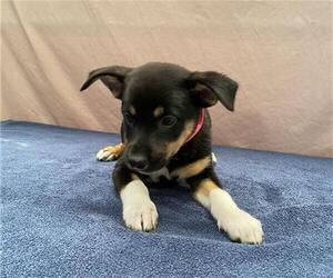 German Shepherd Dog-Unknown Mix Dogs for adoption in Stockton, CA, USA