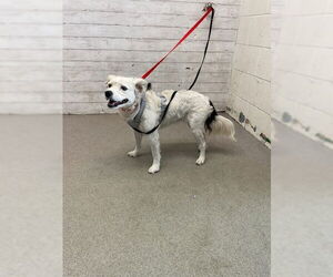 Border Collie Dogs for adoption in San Bernardino, CA, USA