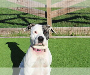 American Bulldog Dogs for adoption in Chestertown, MD, USA