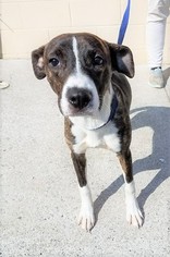 Labrador Retriever-Unknown Mix Dogs for adoption in Poughkeepsie, GA, USA