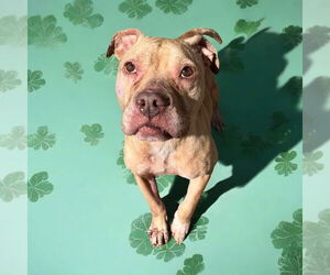 American Pit Bull Terrier Dogs for adoption in Glen Allen, VA, USA