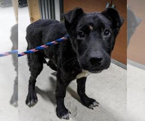Borador Dogs for adoption in Maple Grove, MN, USA