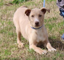 Mutt Dogs for adoption in Yardley, PA, USA