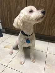 Poodle (Standard) Dogs for adoption in San Angelo, TX, USA