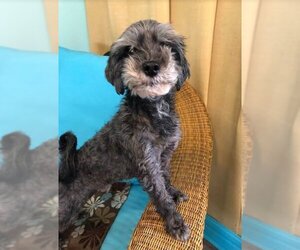 Shih-Poo Dogs for adoption in Pacolet, SC, USA