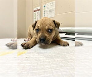 Chinese Shar-Pei-Unknown Mix Dogs for adoption in Tallahassee, FL, USA