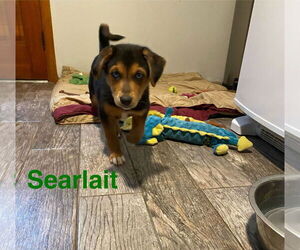 Labrador Retriever-Unknown Mix Dogs for adoption in Mechanicsburg, PA, USA