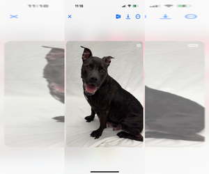 American Staffordshire Terrier-Unknown Mix Dogs for adoption in Wenonah, NJ, USA