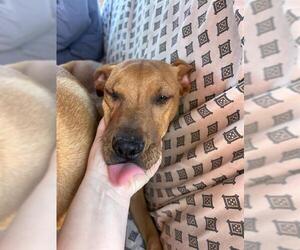 Labrador Retriever-Unknown Mix Dogs for adoption in Stockton, CA, USA