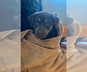 Labrador Retriever-Unknown Mix Dogs for adoption in Rancho Cucamonga, CA, USA