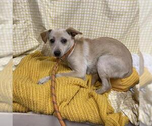 Chihuahua Dogs for adoption in Modesto, CA, USA