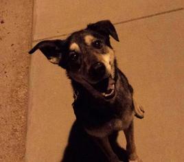 German Shepherd Dog-Unknown Mix Dogs for adoption in Scottsdale, AZ, USA