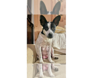 Mutt Dogs for adoption in Brewster, NY, USA