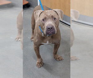 Mutt Dogs for adoption in Forestville, MD, USA