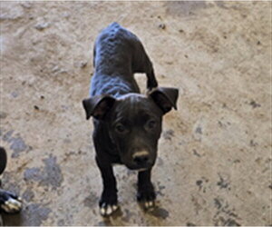 Shepradors Dogs for adoption in South Lake Tahoe, CA, USA