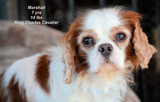 Cavalier King Charles Spaniel Dogs for adoption in Bon Carbo, CO, USA