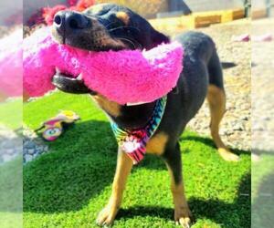 Mutt Dogs for adoption in Tempe, AZ, USA