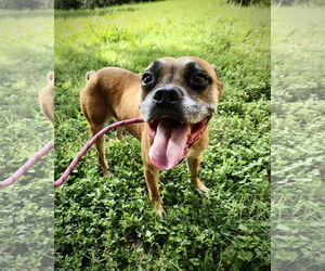 Boxer-Unknown Mix Dogs for adoption in Dumont, NJ, USA