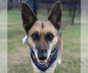German Shepherd Dog-Unknown Mix Dogs for adoption in San Antonio, TX, USA
