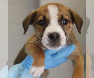 Labrador Retriever-Unknown Mix Dogs for adoption in San Antonio, TX, USA