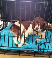 Brittany Dogs for adoption in Jackson, NY, USA