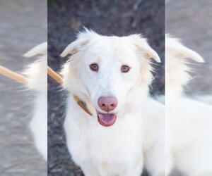 Border Collie Dogs for adoption in El Cajon, CA, USA