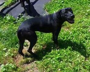 Staffordshire Bull Terrier-Unknown Mix Dogs for adoption in Pipestem, WV, USA