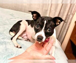 Chihuahua Dogs for adoption in Margate, FL, USA