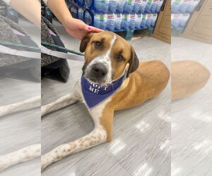 Retriever -Unknown Mix Dogs for adoption in GILBERTS, IL, USA