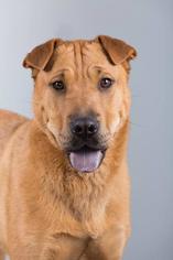 Chinese Shar-Pei Dogs for adoption in Ashland, WI, USA
