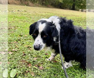 Border Collie-Unknown Mix Dogs for adoption in Sparta, TN, USA