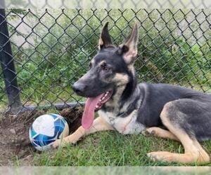 German Shepherd Dog Dogs for adoption in Whitestone, NY, USA