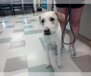 Mutt Dogs for adoption in Oklahoma City, OK, USA