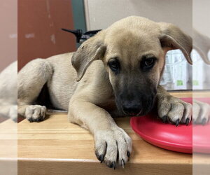 German Shepherd Dog-Unknown Mix Dogs for adoption in Rancho Cucamonga, CA, USA