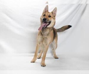 German Shepherd Dog Dogs for adoption in Burbank, CA, USA