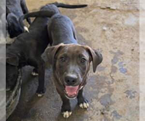 Shepradors Dogs for adoption in South Lake Tahoe, CA, USA