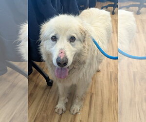 Great Pyrenees-Unknown Mix Dogs for adoption in Rowlett, TX, USA