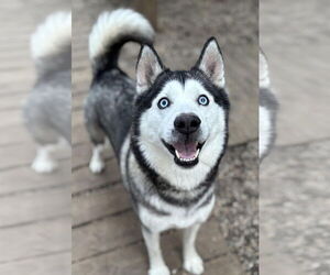Siberian Husky Dogs for adoption in Matawan, NJ, USA