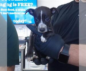 American Pit Bull Terrier-Unknown Mix Dogs for adoption in Pasadena, TX, USA